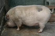 太った豚3